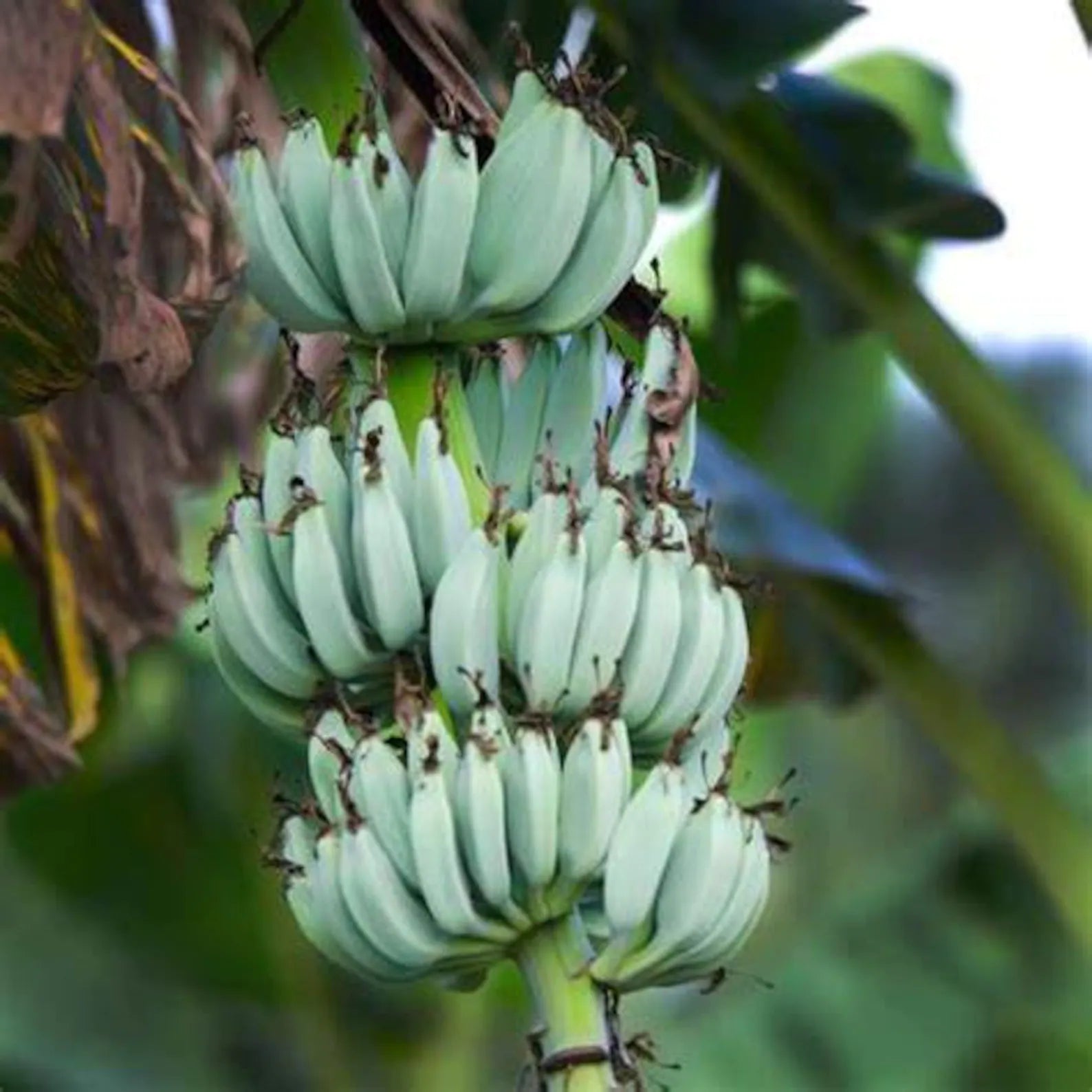 Blue Java Ice Cream Banana
- Healthy Harvesters
