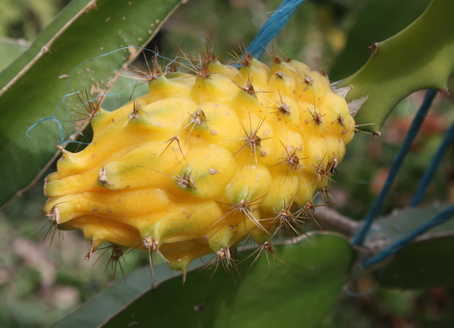 Ecuadorian Palora Yellow Dragon Fruit Complete Guide | Blossomdale