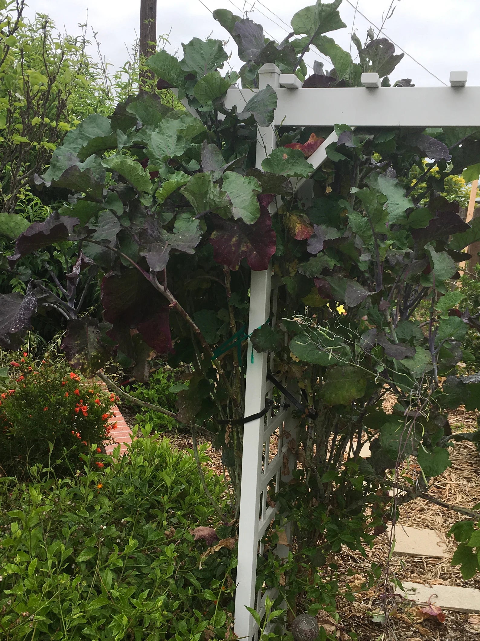 Purple Tree Collards - Healthy Harvesters
