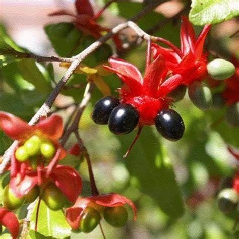 Mai Vang Vietnamese Ochna Serrulata Mickey Mouse Plant - Healthy Harvesters