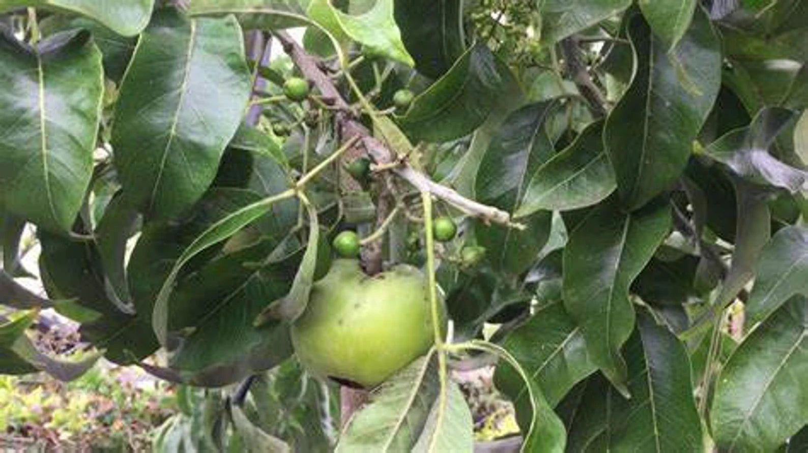 Suebelle White Sapote Tree - Healthy Harvesters
