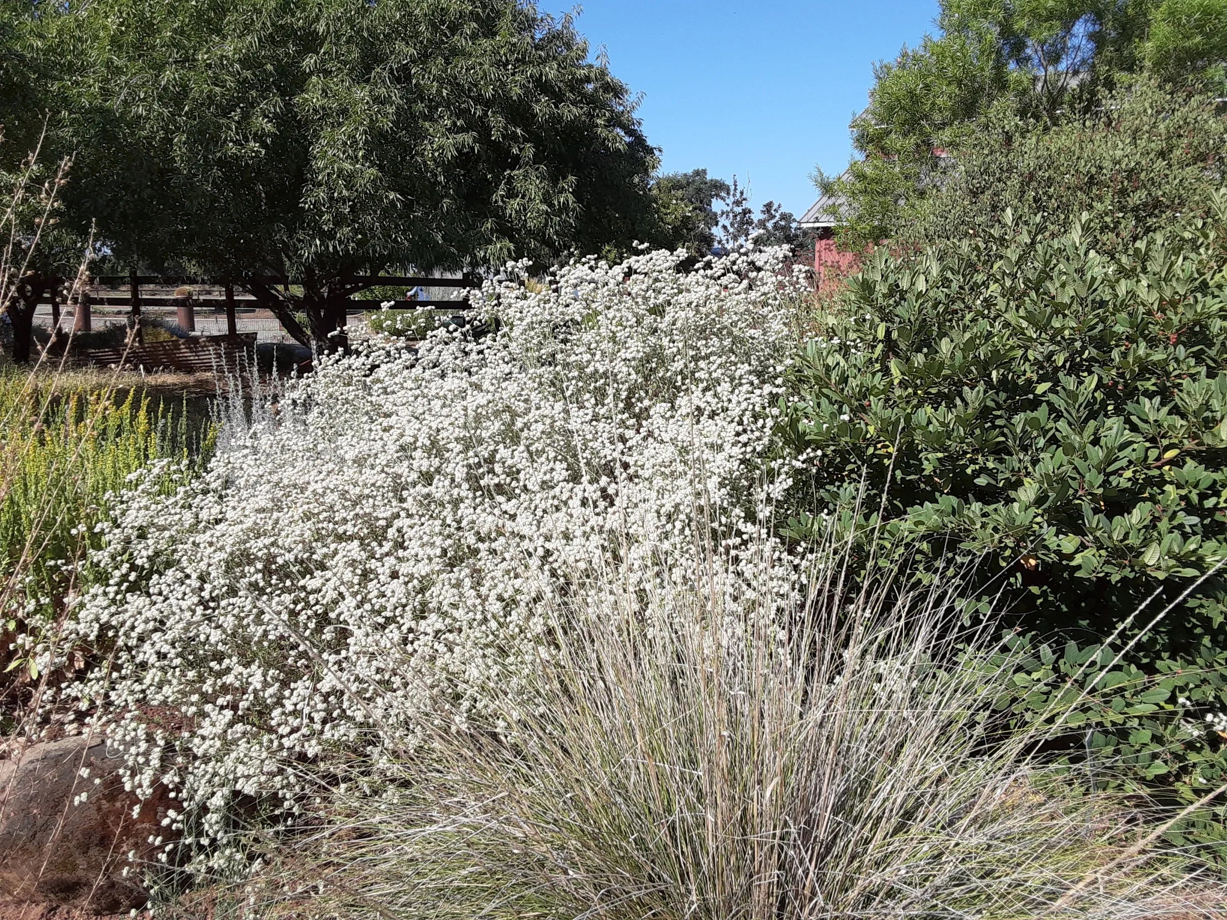Most Drought‑Resistant Native Plants for Water‑Wise Landscapes