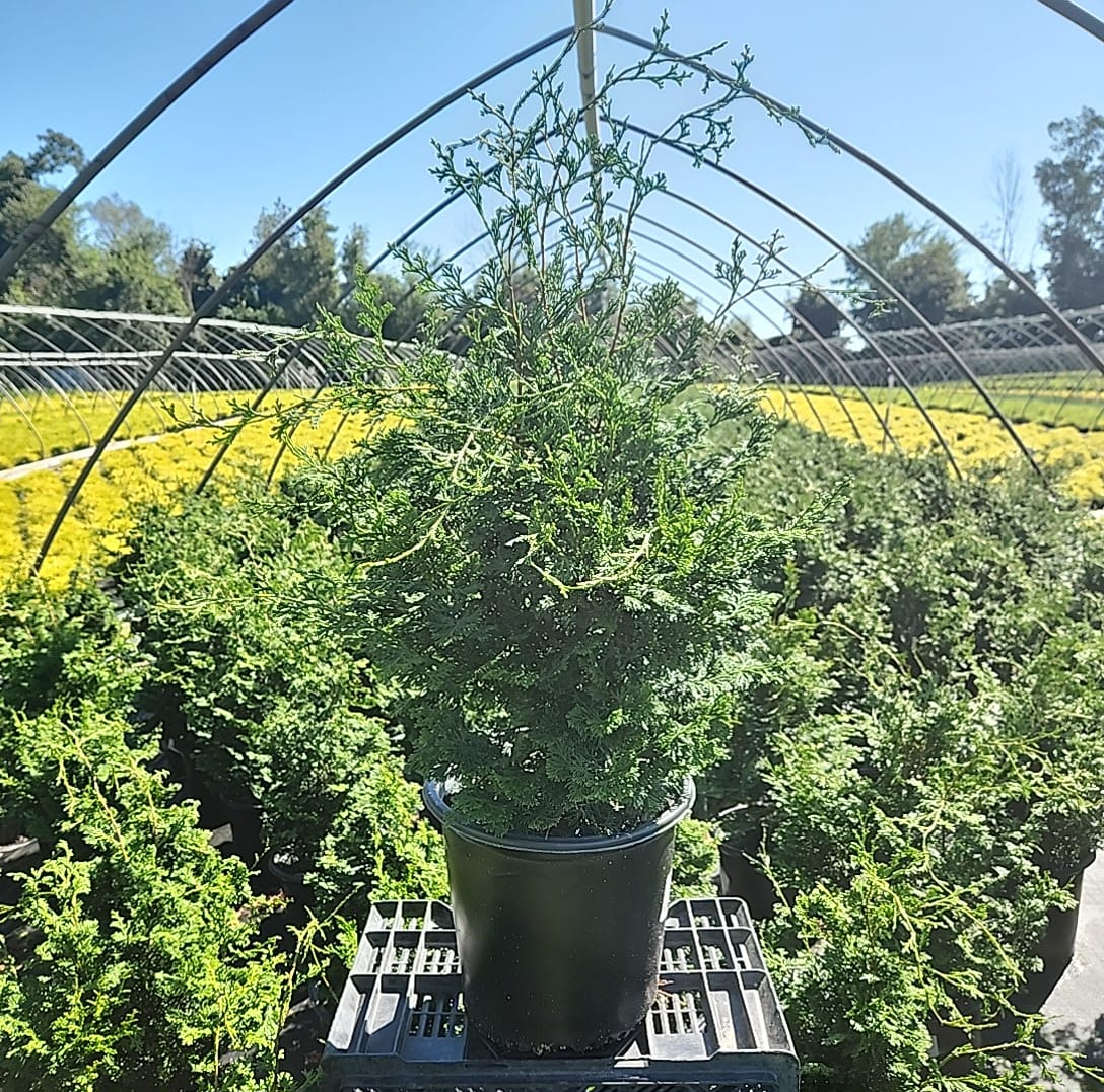 Arizona Cypress Tree (Cupressus arizonica) Growing Guide