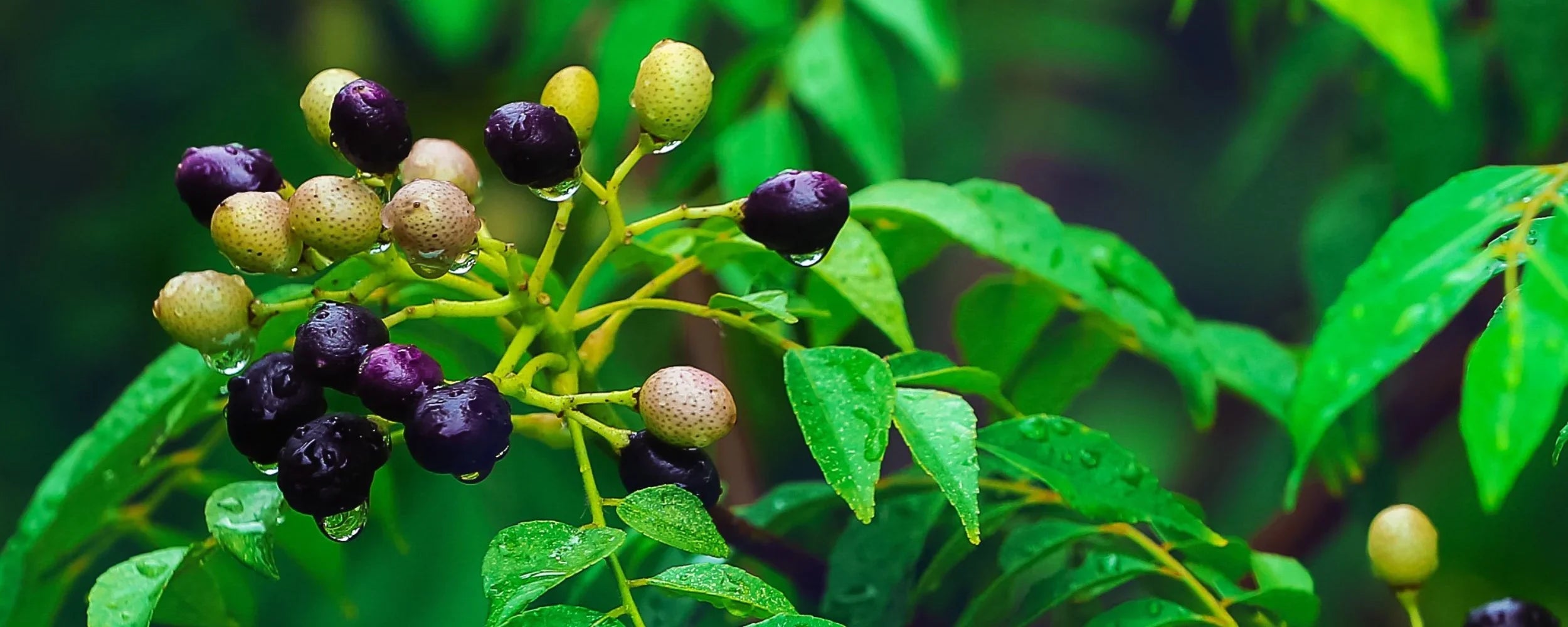 Curry Leaf Plant Care: How to Grow, Propagate, and Harvest Murraya koenigii  | Blossomdale