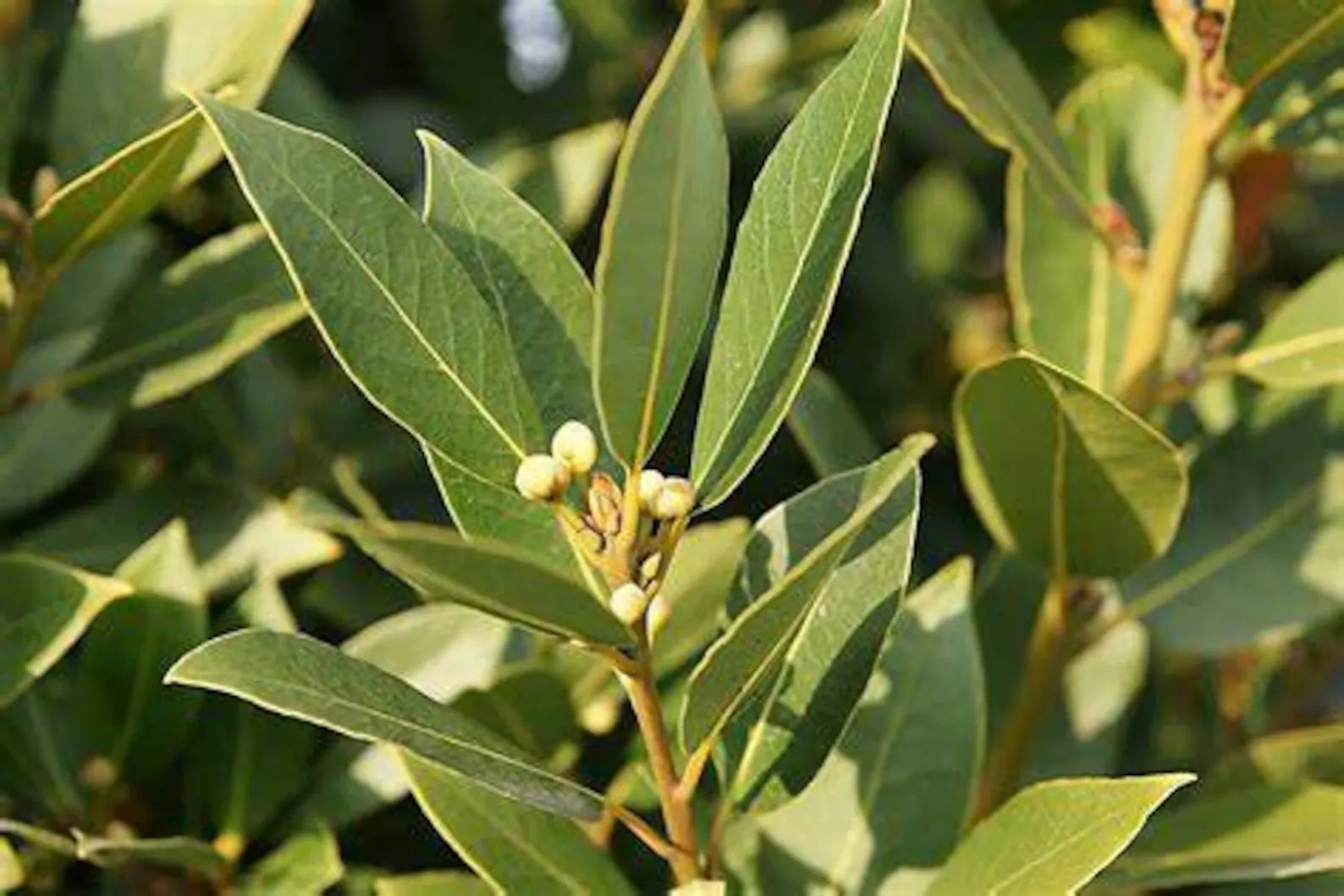 Bay Leaf Laurus nobilis Bay Laurel Sweet Bay Tree
- Healthy Harvesters