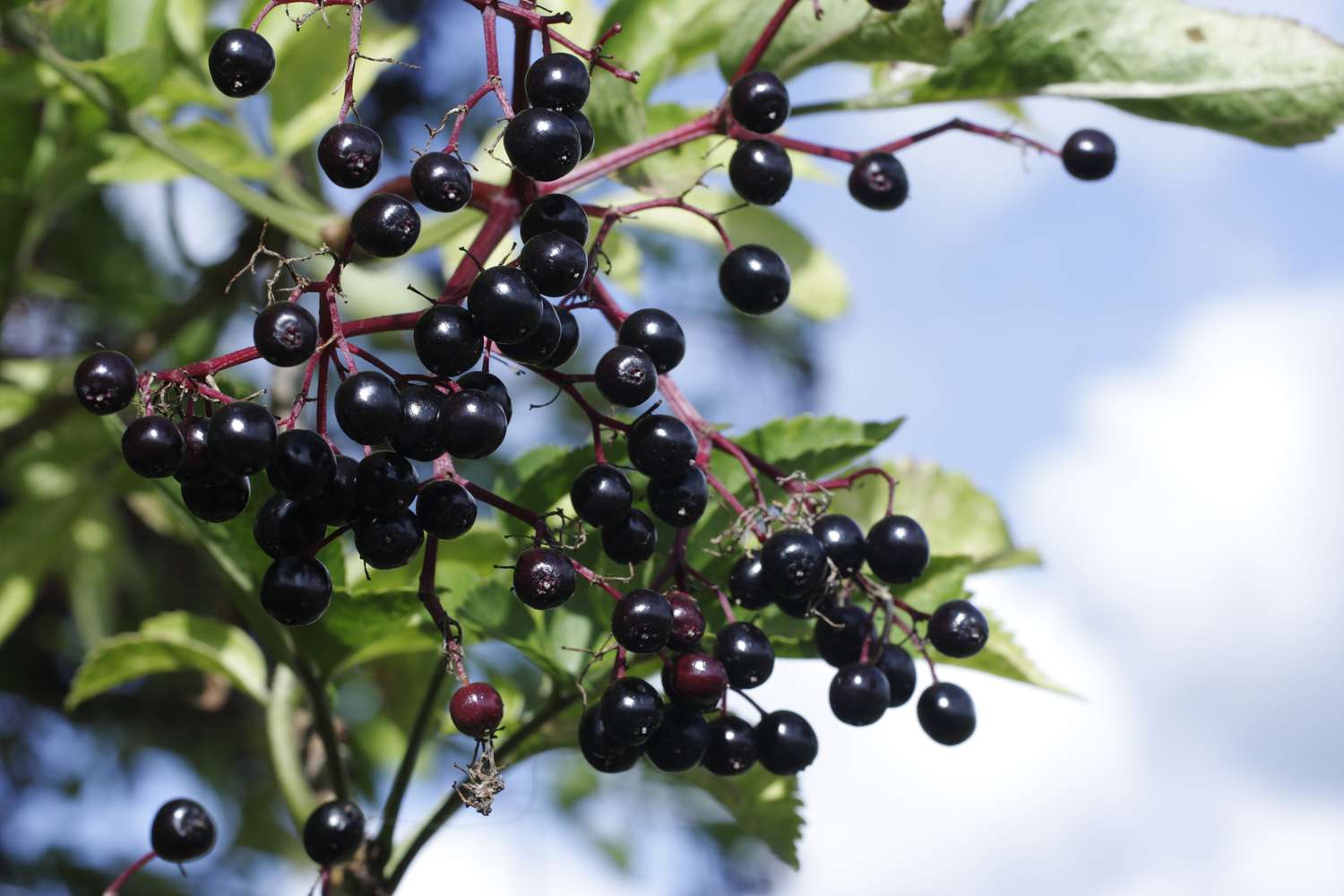 Elderberry Plants: Growing Guide, Benefits, and Care Tips