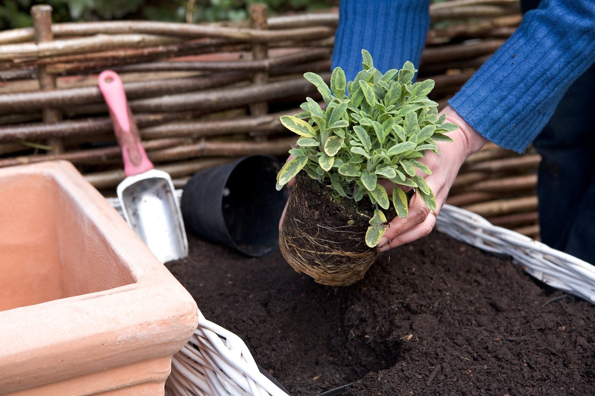 How to Grow White Sage From Cuttings