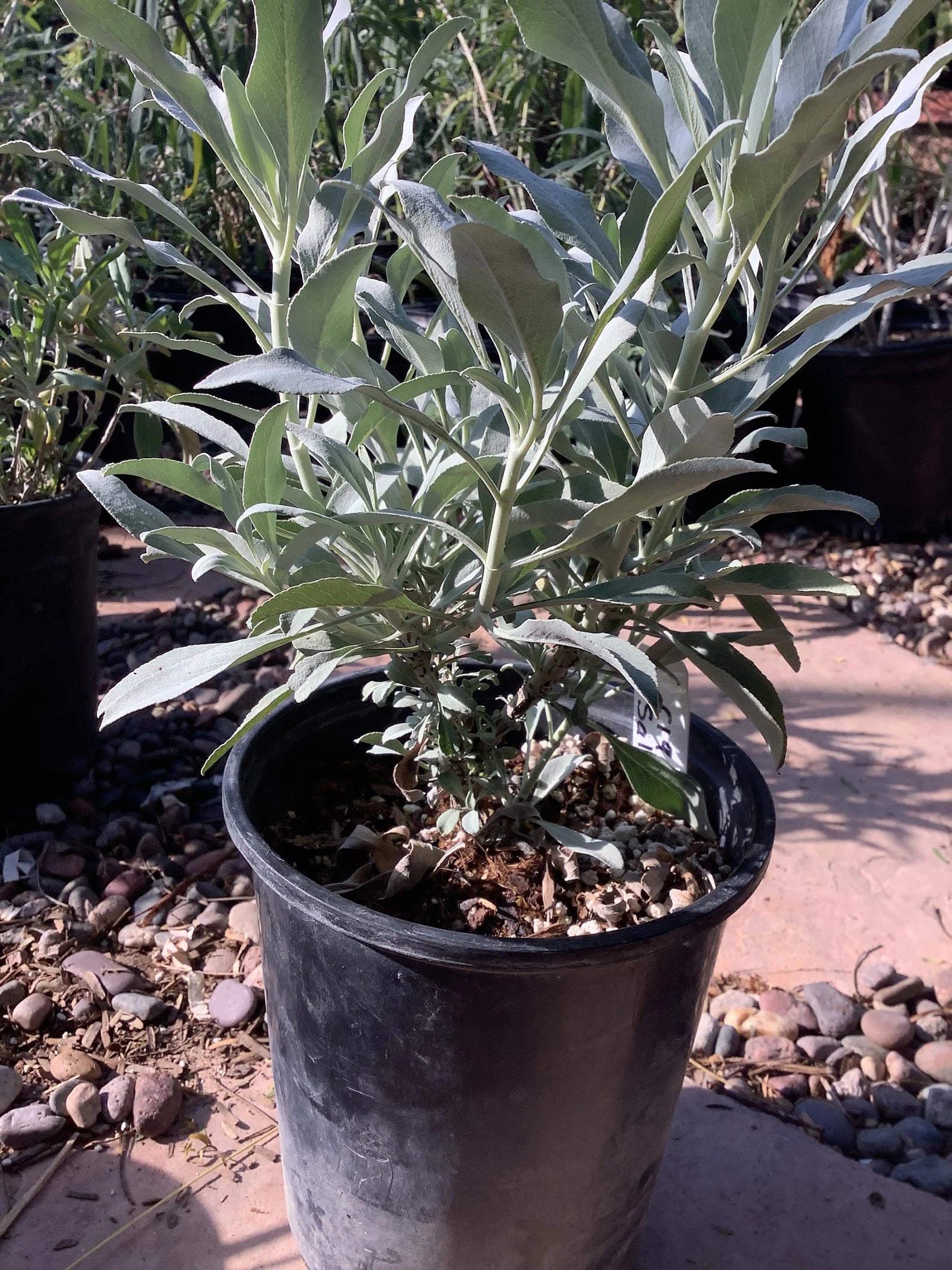 White Sage plant