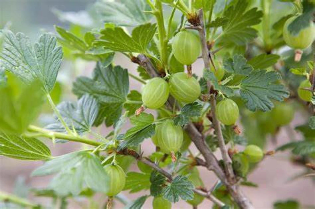 Growing Your Own Pixwell Gooseberry Plant - Healthy Harvesters