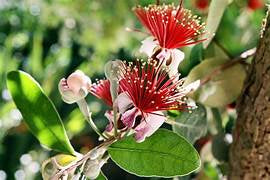 Grow a Pineapple Guava Plant - Healthy Harvesters