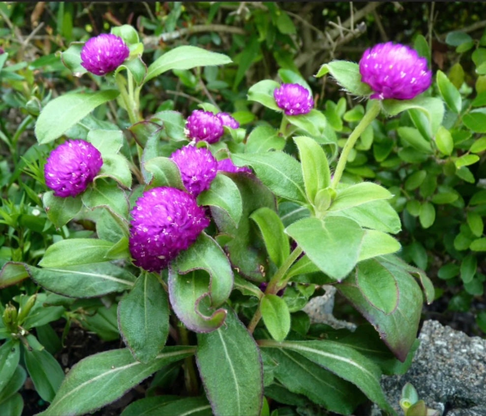 Amaranth Globe Landscape Plant - Healthy Harvesters