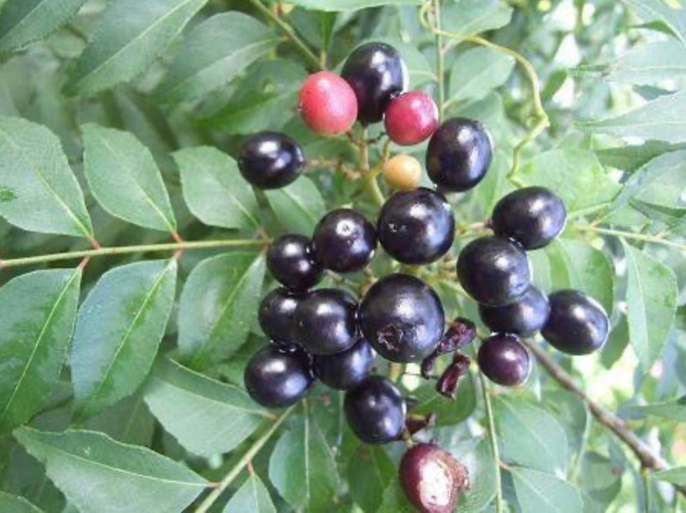 Curry Leaf Plant - Healthy Harvesters