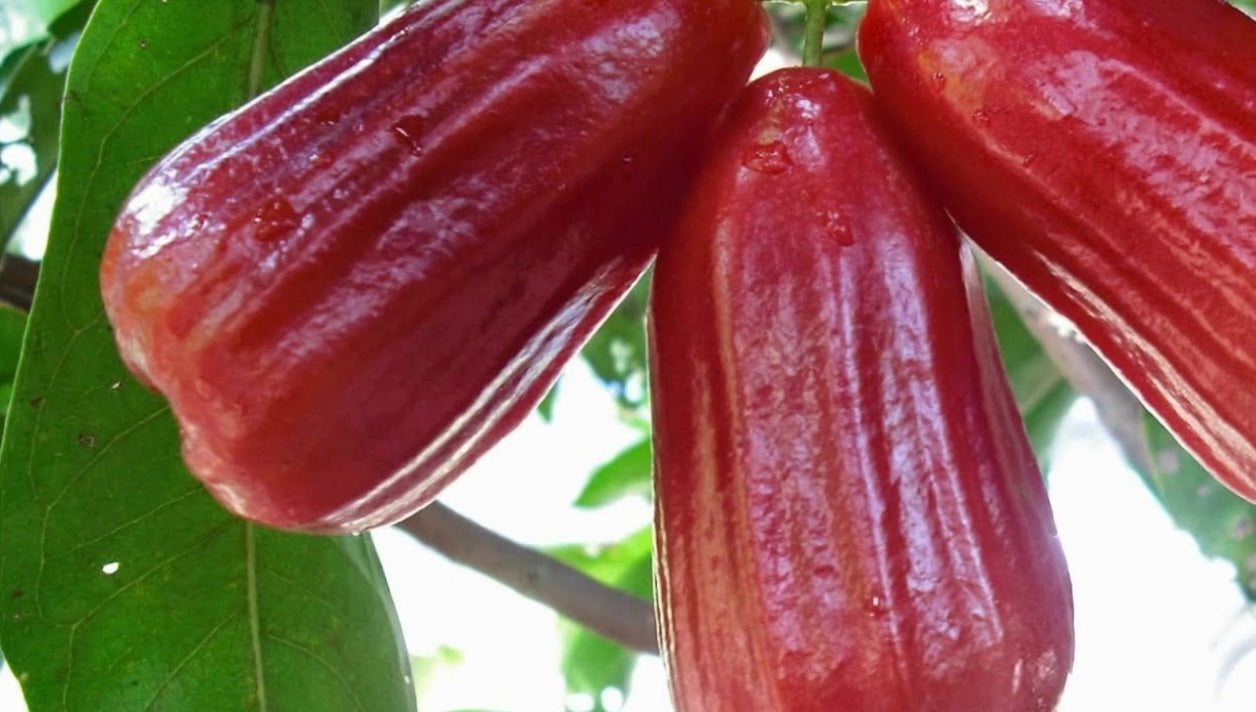 Rose Apple Subtropical Fruit Tree - Healthy Harvesters