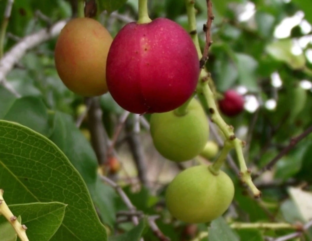 Catalina Cherry Landscape Plant - Healthy Harvesters