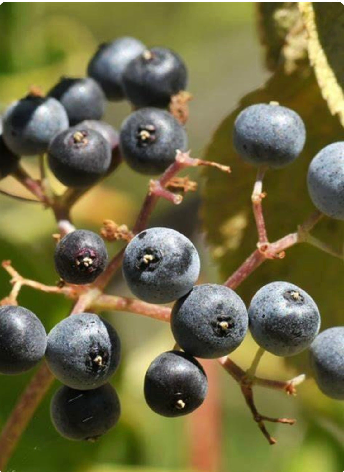 Grow Elderberry Plants for Delicious Edible Fruit - Healthy Harvesters
