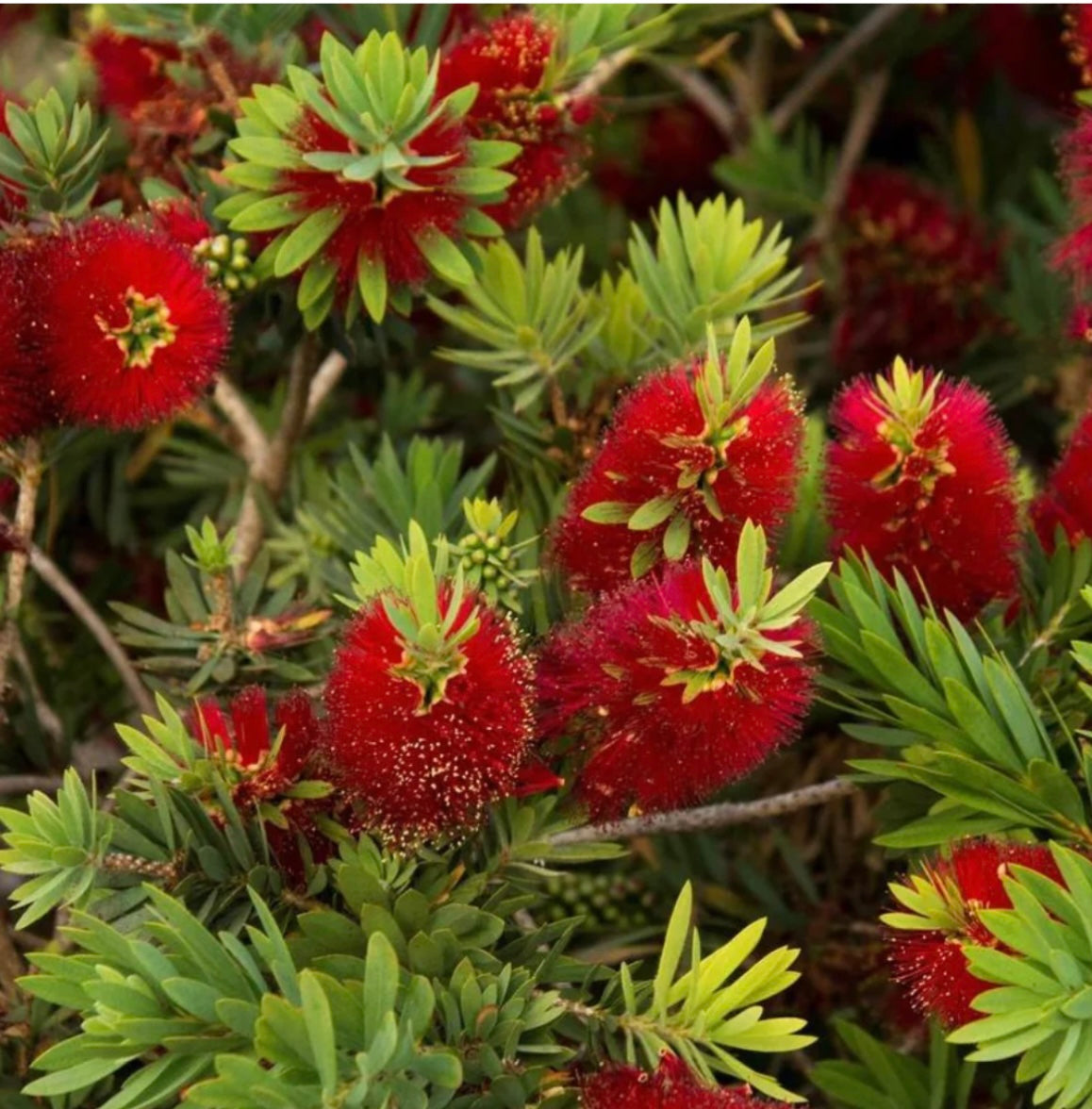 Little John Bottlebrush - Healthy Harvesters