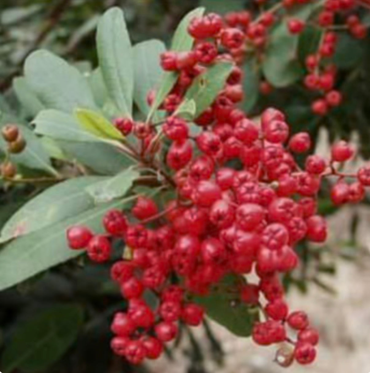 Toyon Christmas Berry Heteromeles arbutifolia - Healthy Harvesters