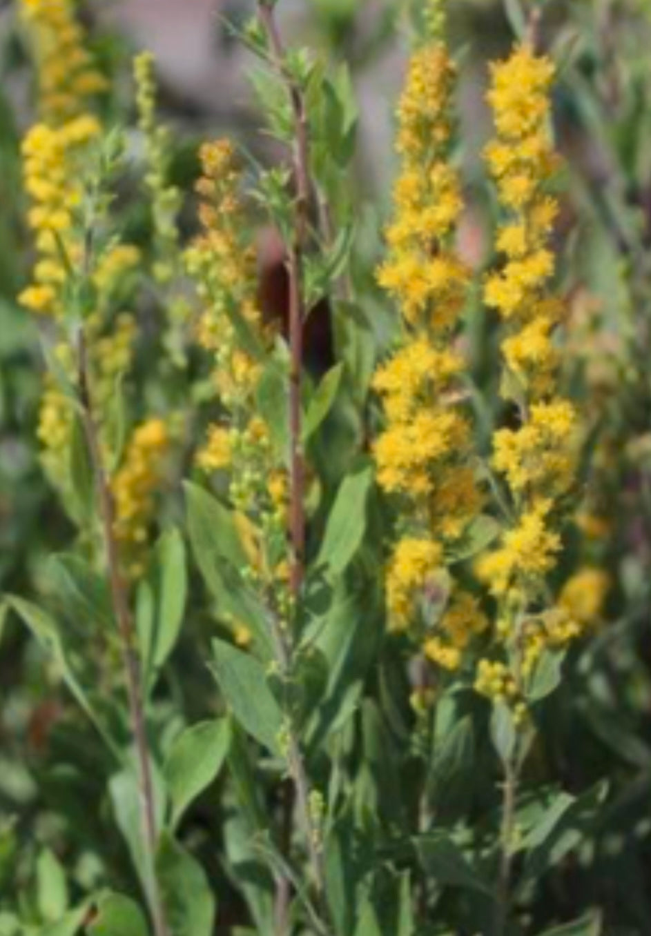 Exploring the California Goldenrod Solidago velutina ssp. californica Plant - Healthy Harvesters
