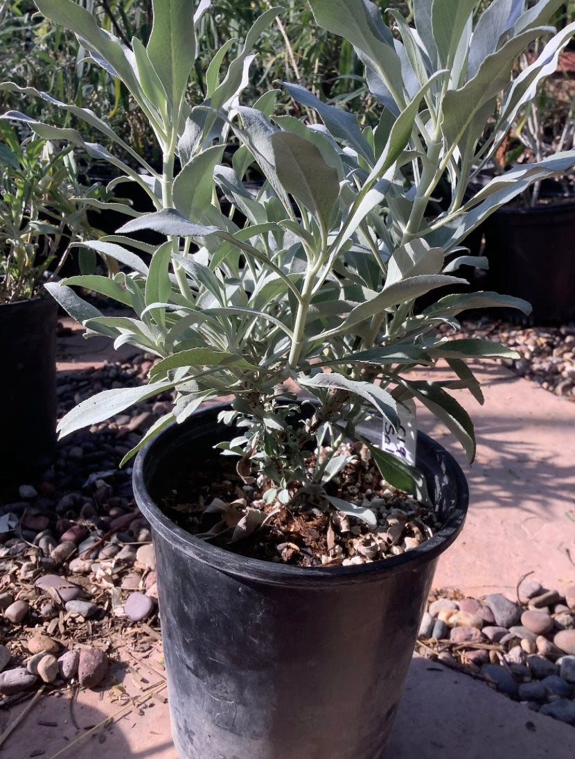 White Sage Plant