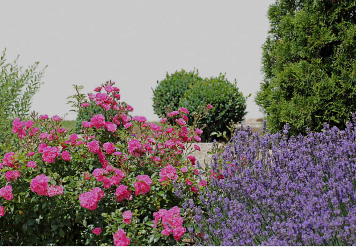 Popular Landscape Plants