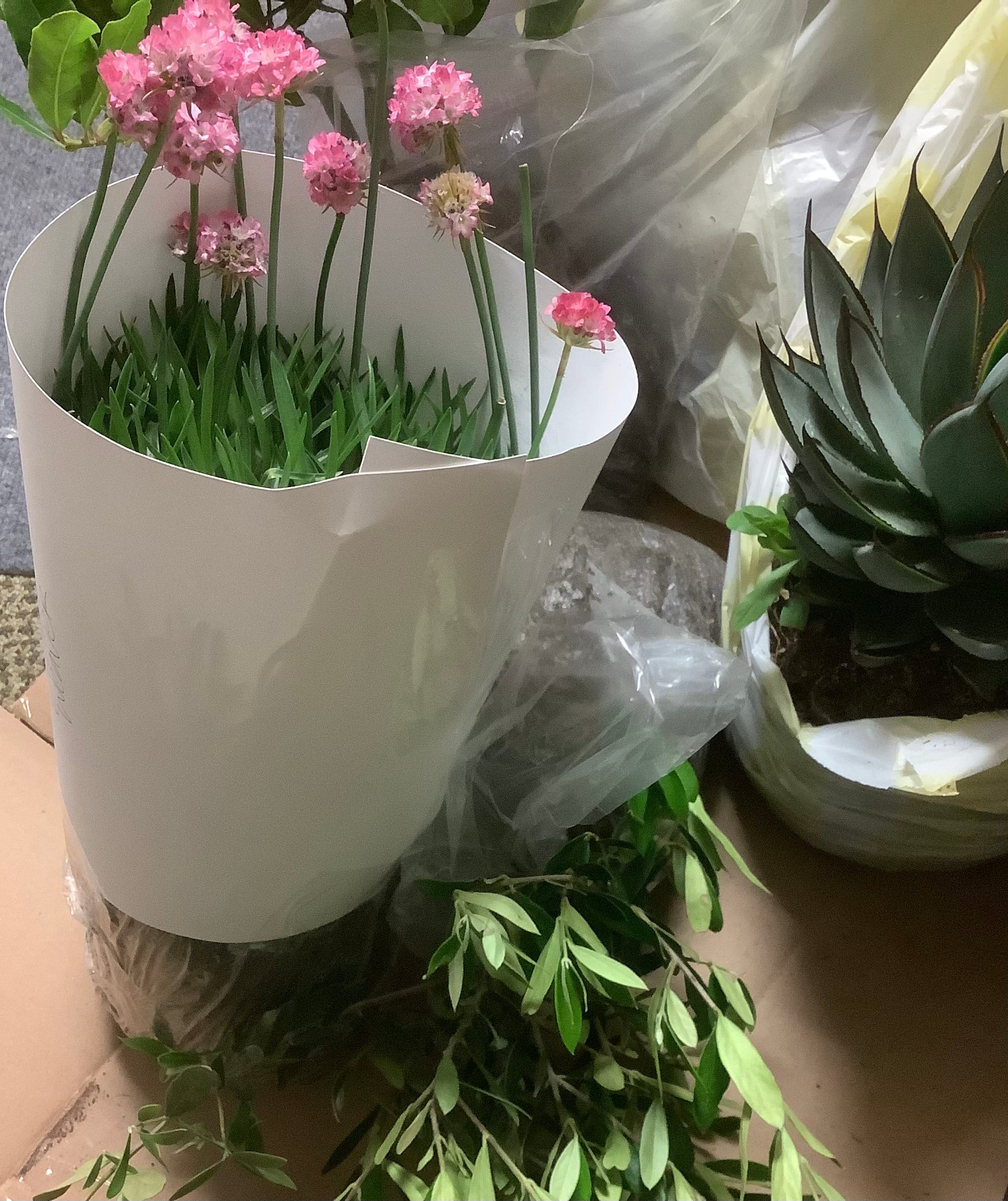 Plants from online plant nursery