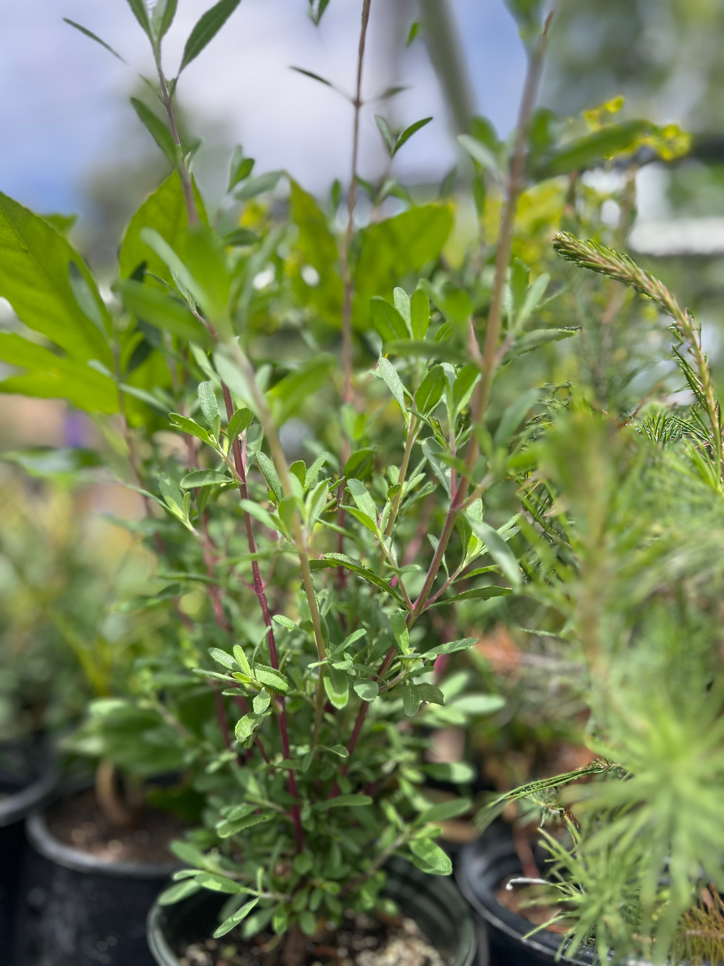 Exploring the Different Types of Native Sage Plants | Blossomdale