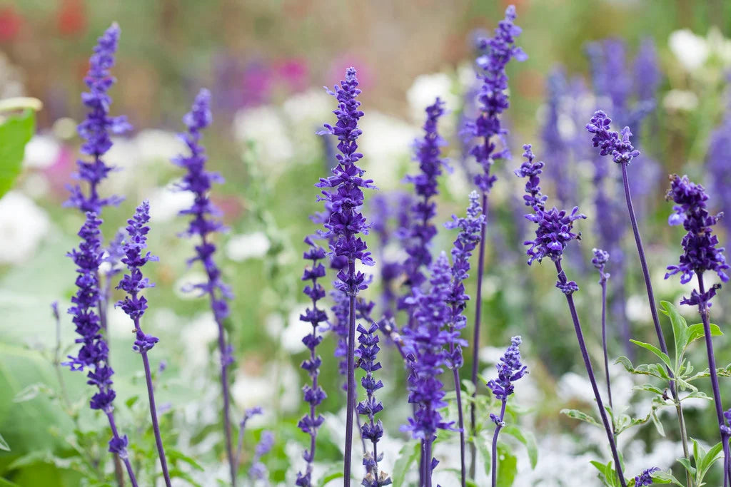 Salvia ‘Victoria Blue’ Mealy Cup Sage: A Guide for Pollinator-Friendly and Colorful Gardens
