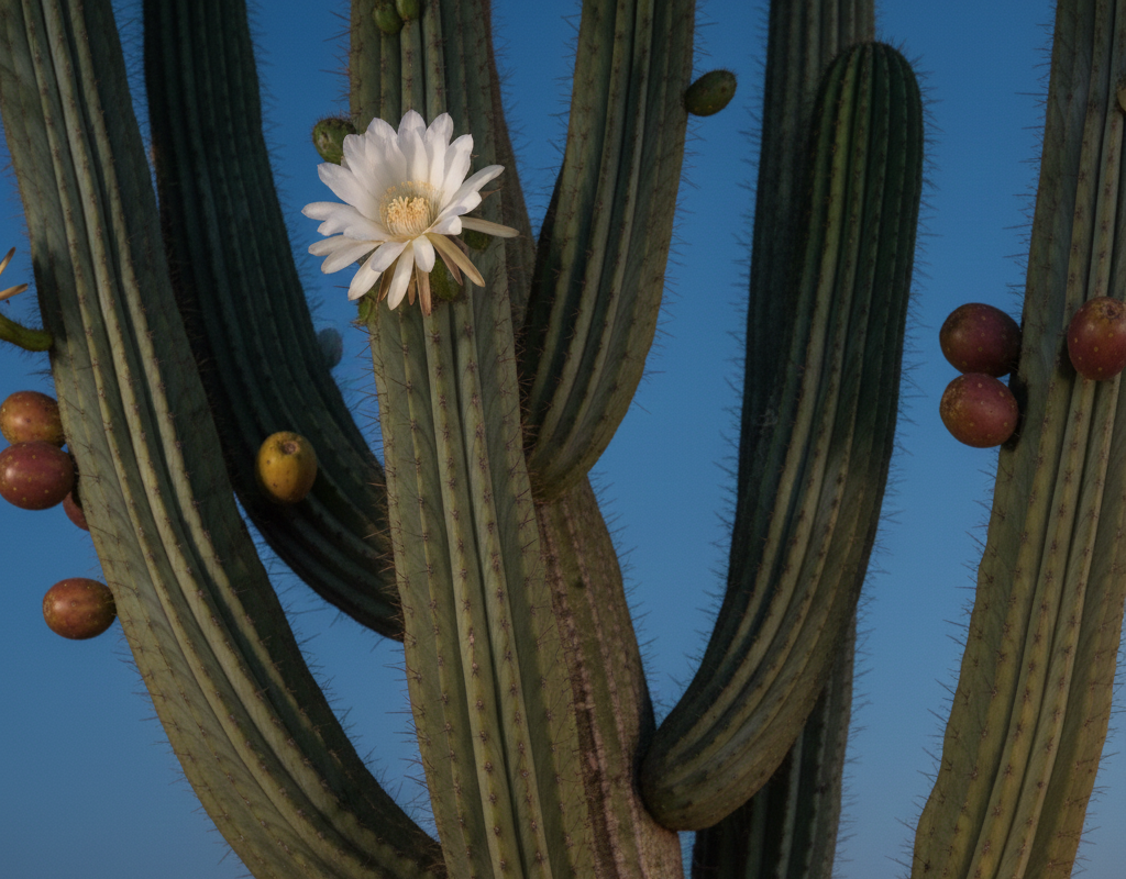 Peruvian Apple Cactus: Growing, Caring, and Enjoying Its Unique Fruit