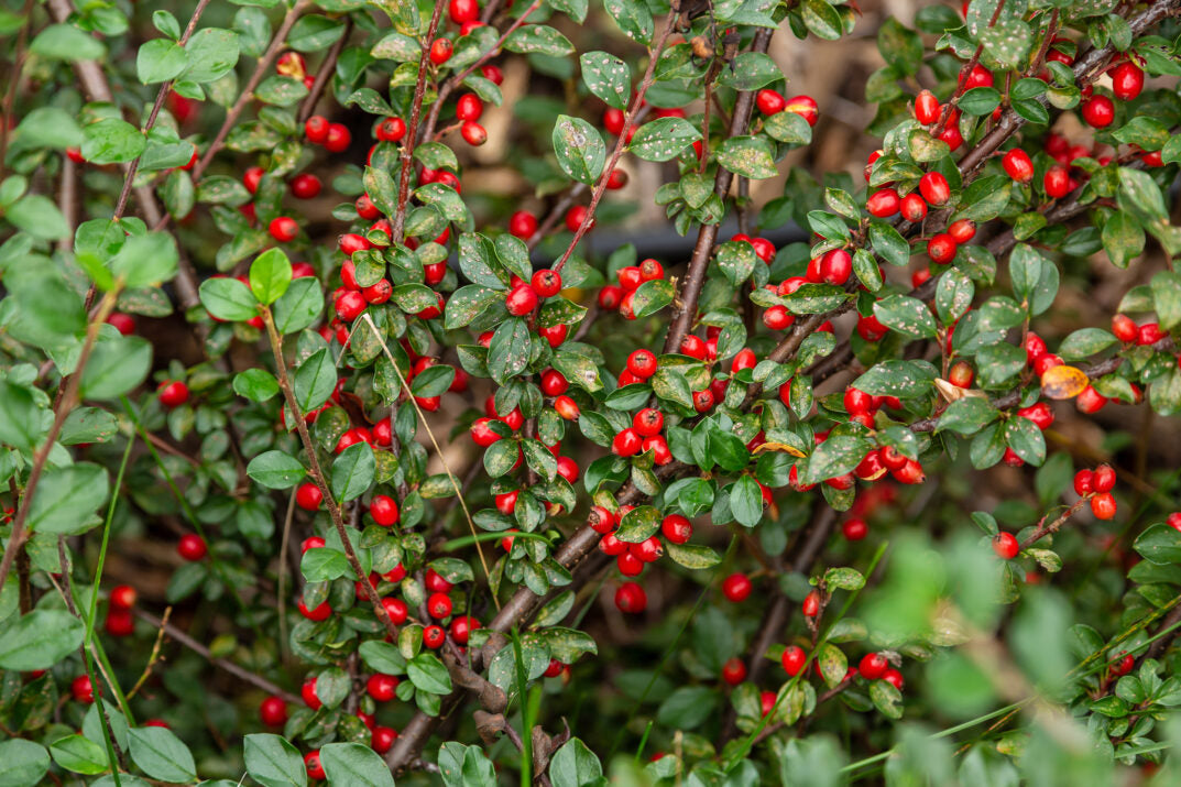 Santa Cruz Firethorn: A Guide to Growing and Using This Striking Shrub