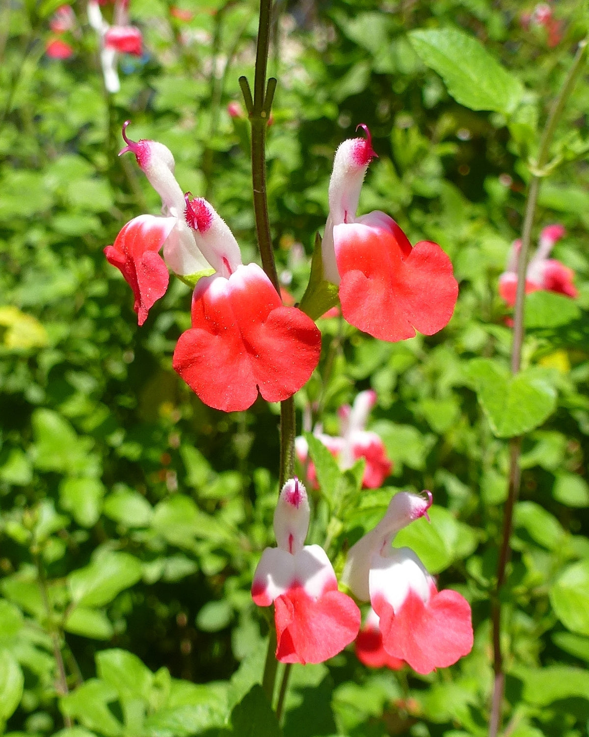 The Essential Guide to Growing Hot Lips Sage (Salvia microphylla ‘Hot Lips’)