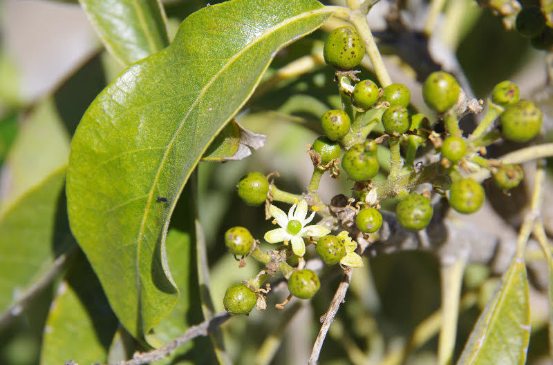How to Grow Suebelle White Sapote: Planting, Care, and Fruit Tips