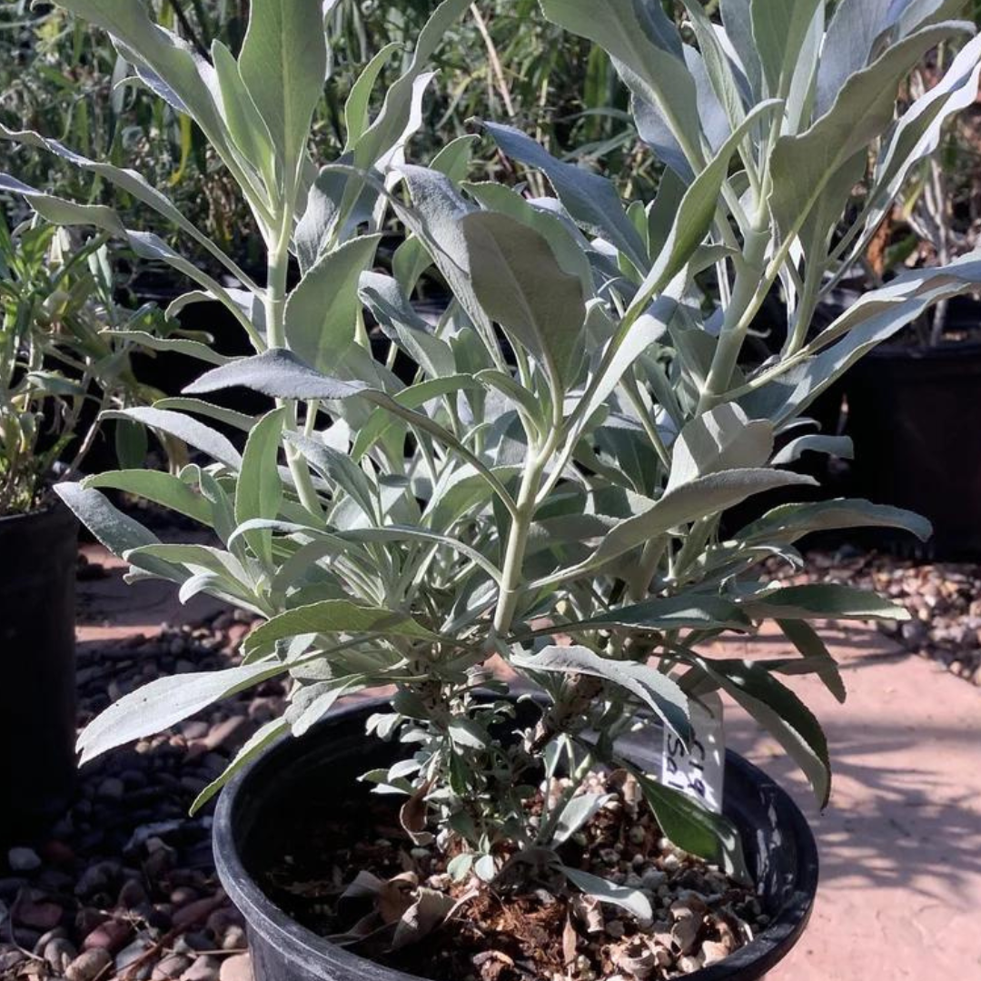 Discover the Wonders of the White Sage Plant - Healthy Harvesters