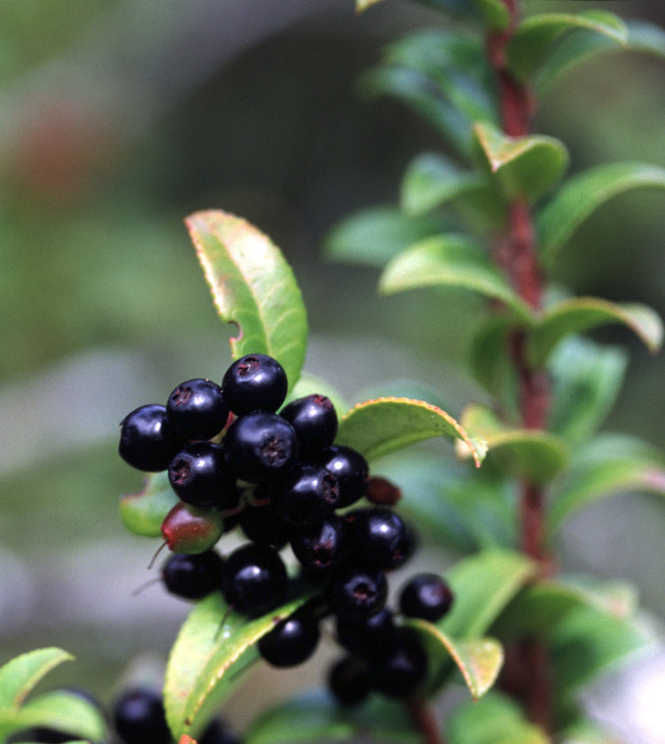 Evergreen Huckleberry (Vaccinium ovatum) Plant – Complete Guide
