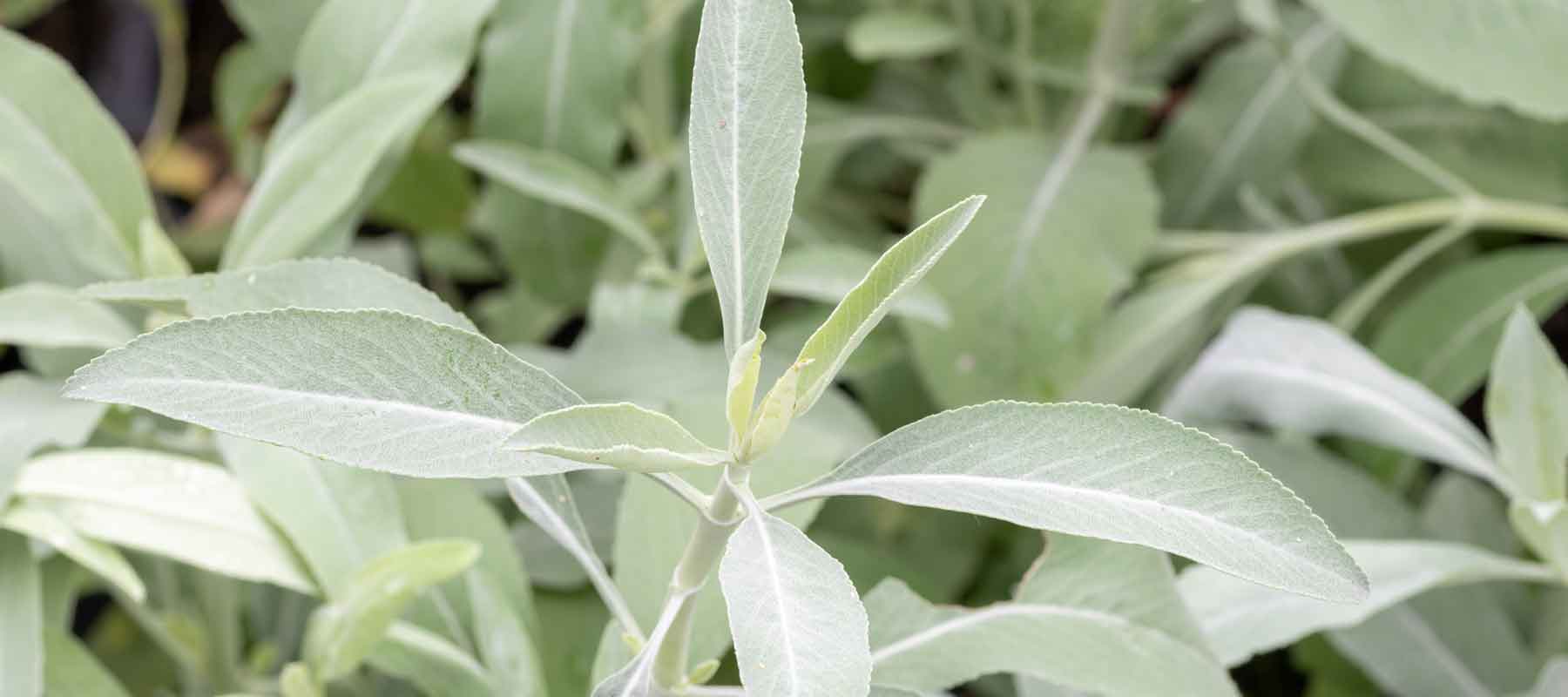 Cultural Significance and Uses of White Sage Plant