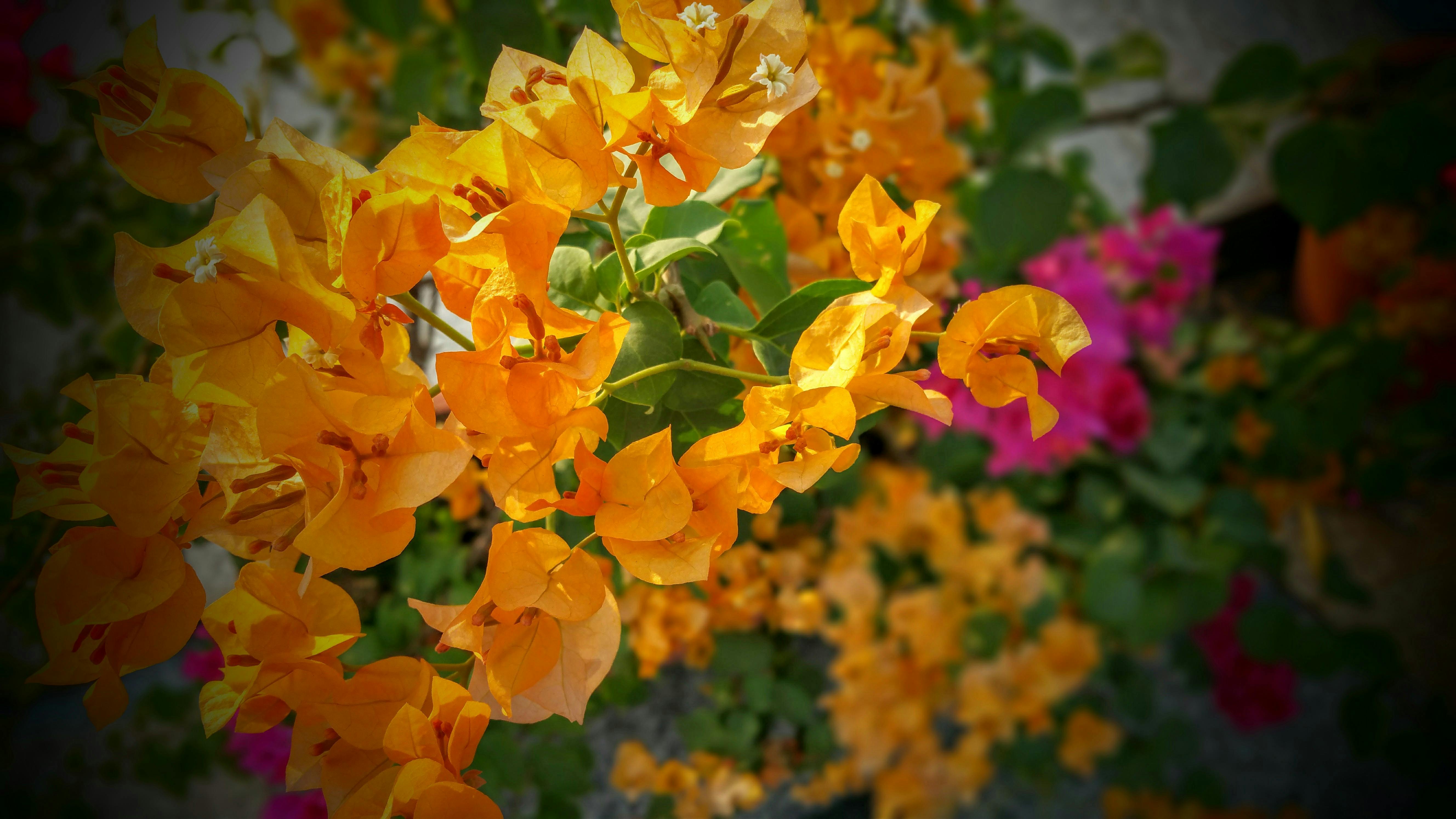 Why California Gold Bougainvillea Is the Best Choice for Warm, Dry Climates