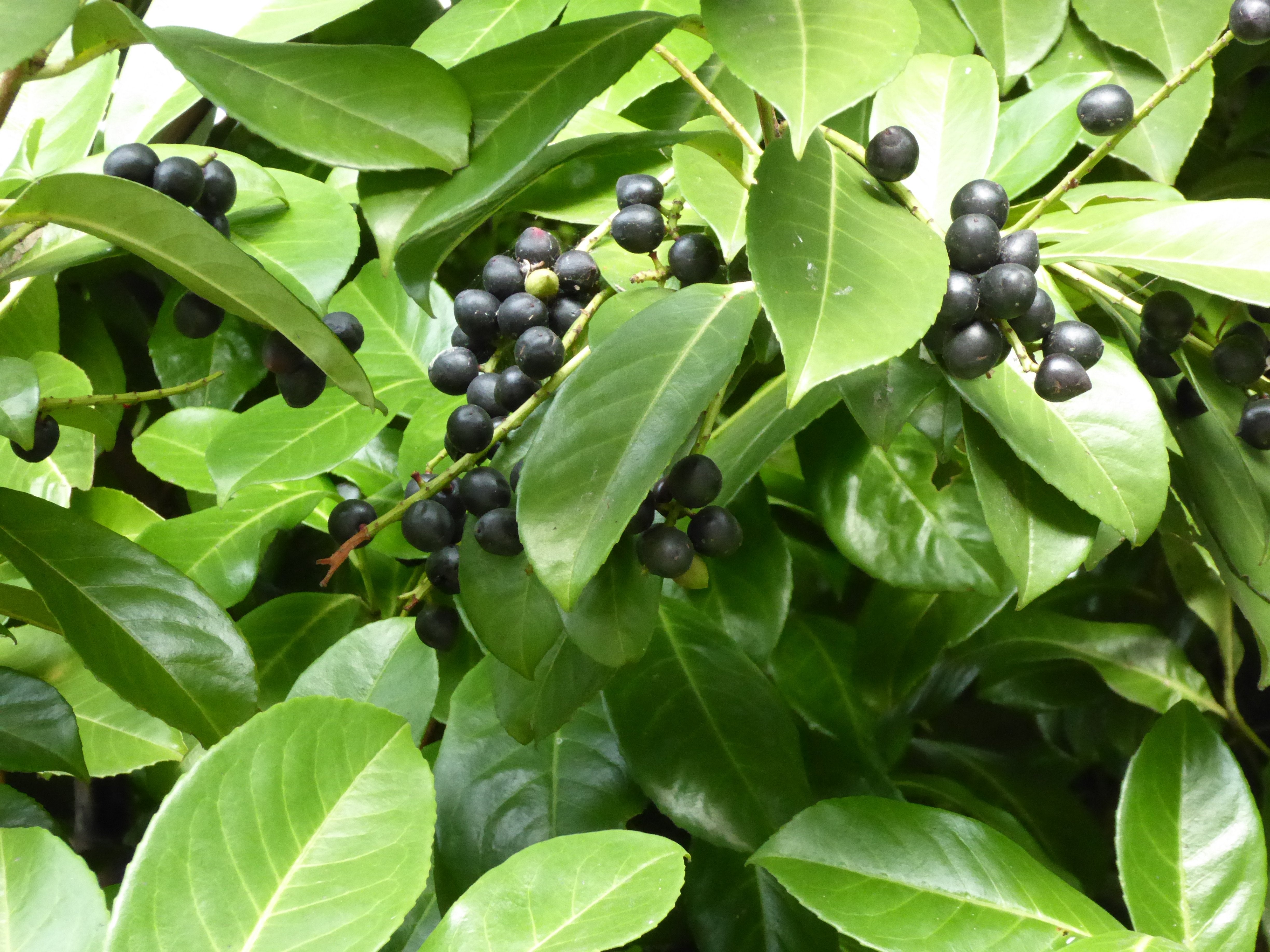 The Carolina Laurel Cherry Tree: The Ultimate Guide to Prunus caroliniana