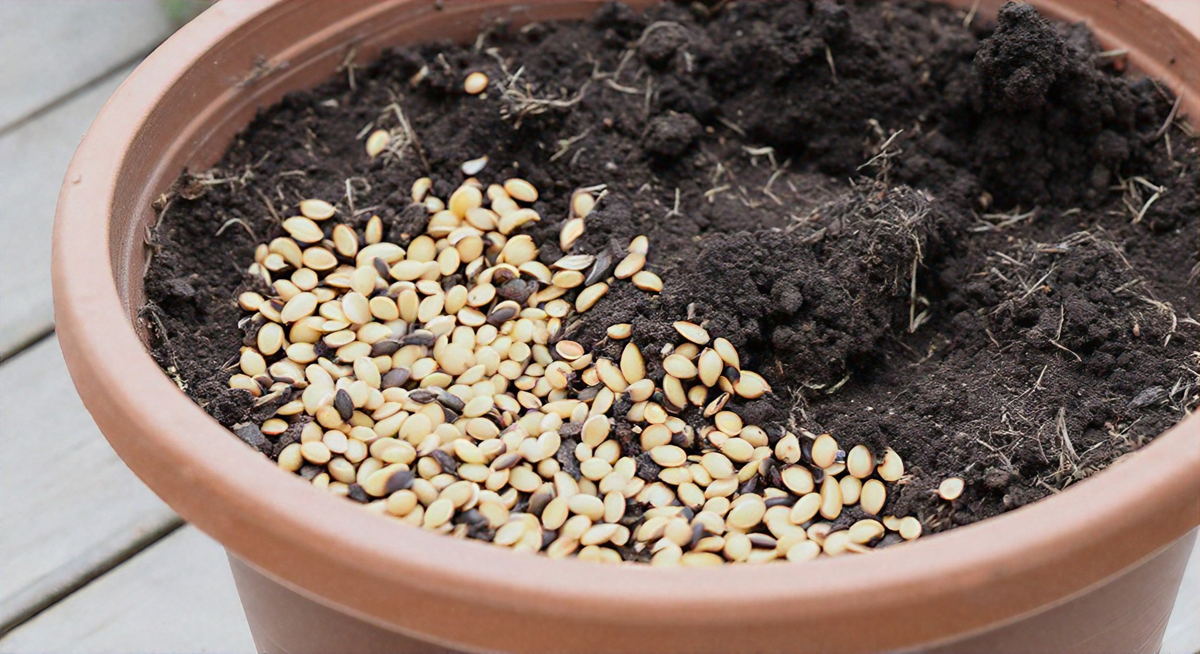 The Complete Guide to Harvesting and Planting Creosote Bush Seeds - Healthy Harvesters