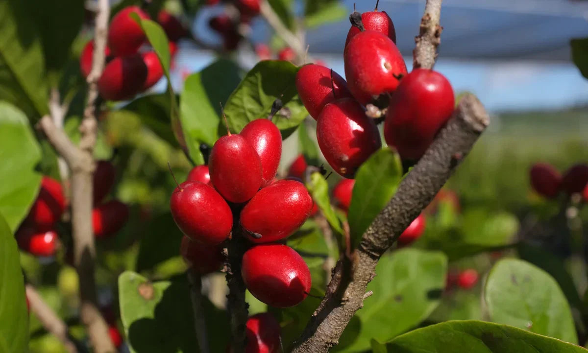Miracle Berries: A Complete Guide to Their Taste-Changing Power, Benefits, and How to Grow Them