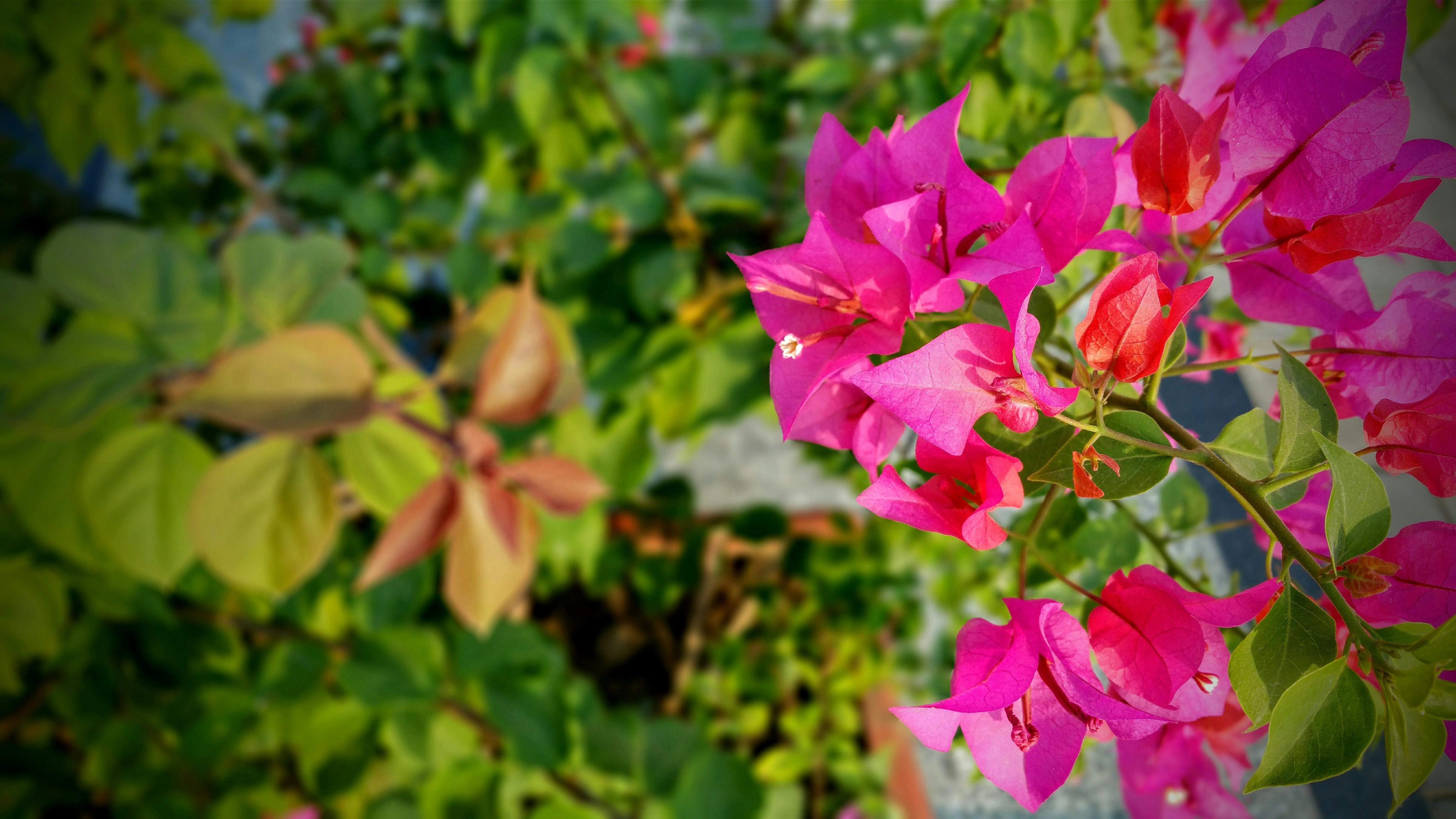How to Grow Barbara Karst Bougainvillea in Containers and Gardens