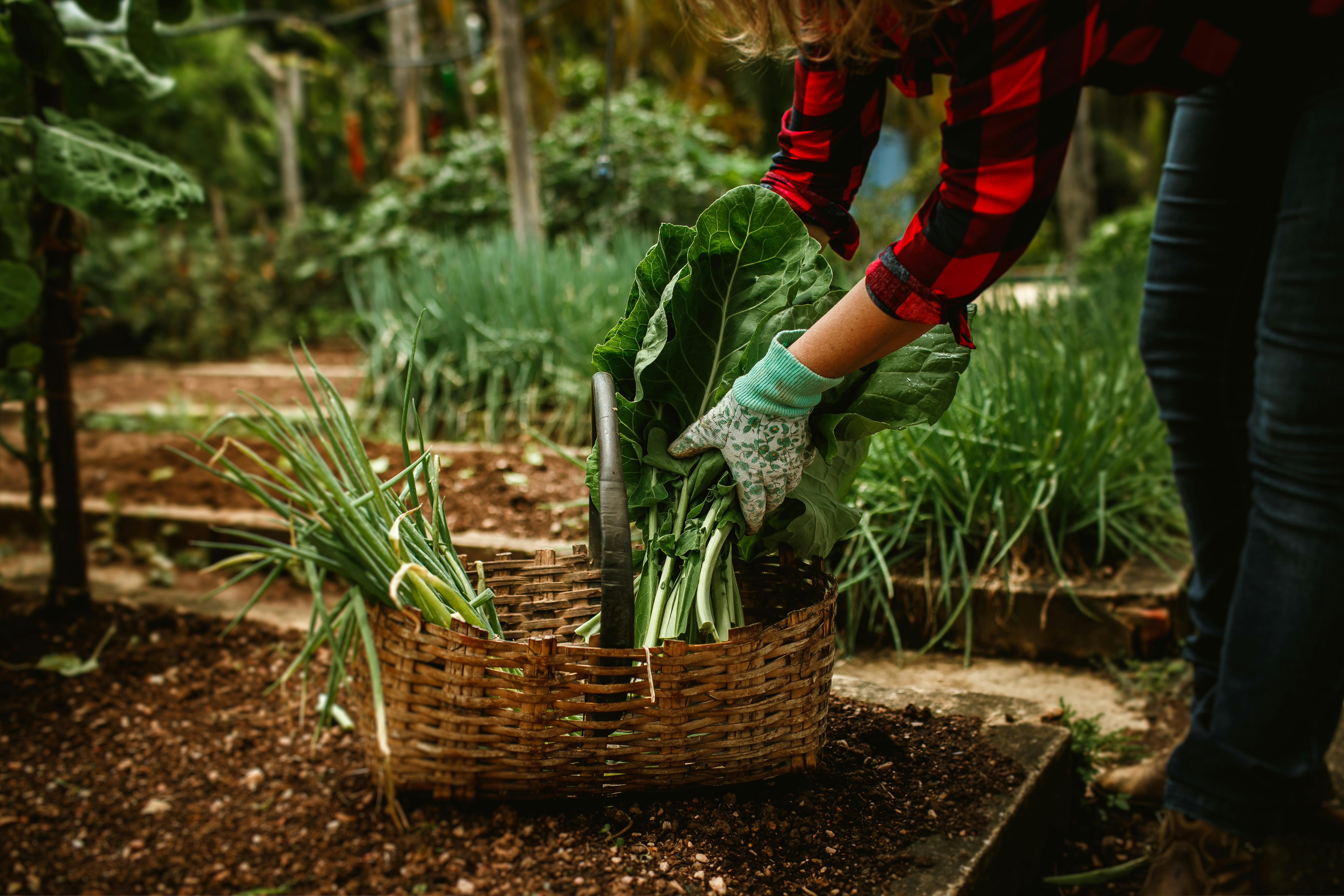 Transform Your Yard with Edible Landscaping: Sustainable Gardening Made Easy
