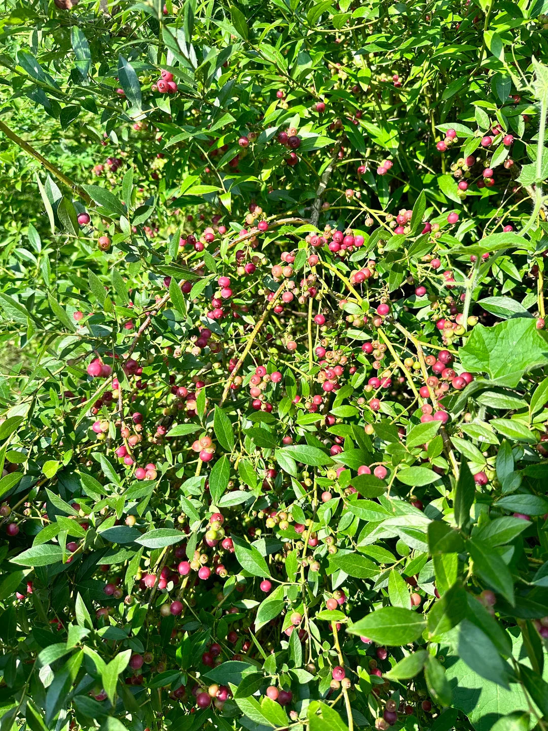 Pink Lemonade Blueberry: A Rare Fruit Plant for Home Gardens