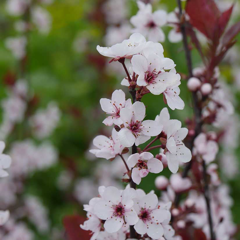 Blossomdale