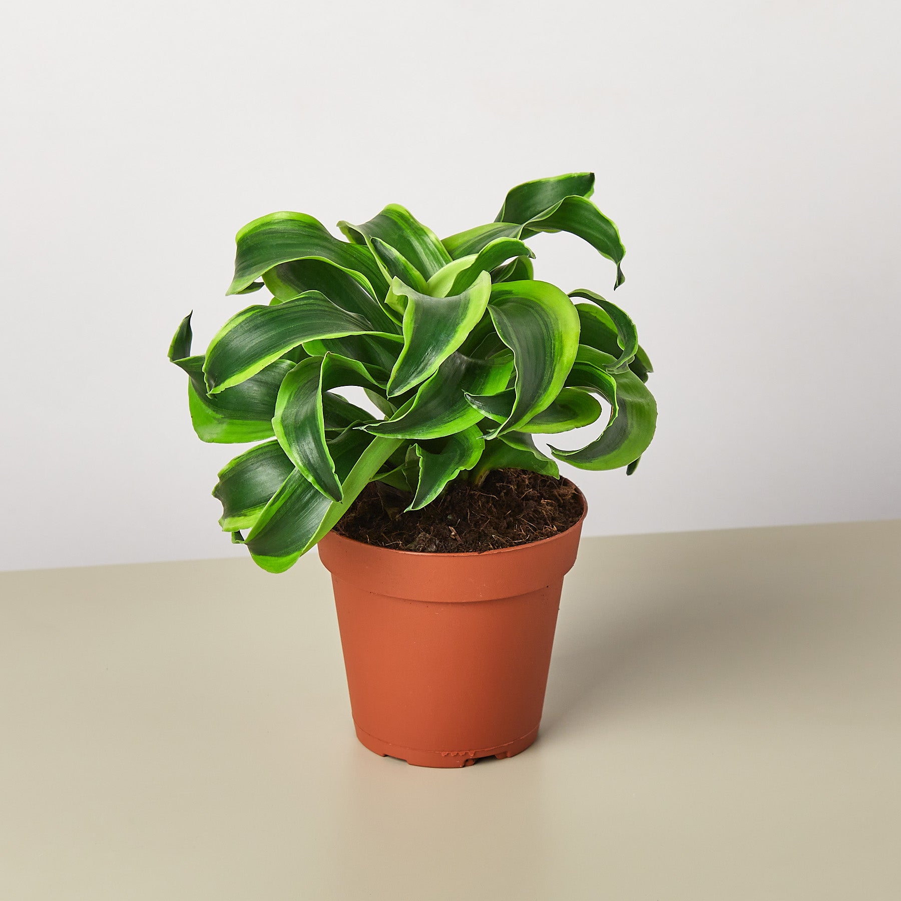 dracaena tornado propagation Dracaena 'Tornado' - compact indoor plant