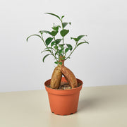 Ficus 'Ginseng'