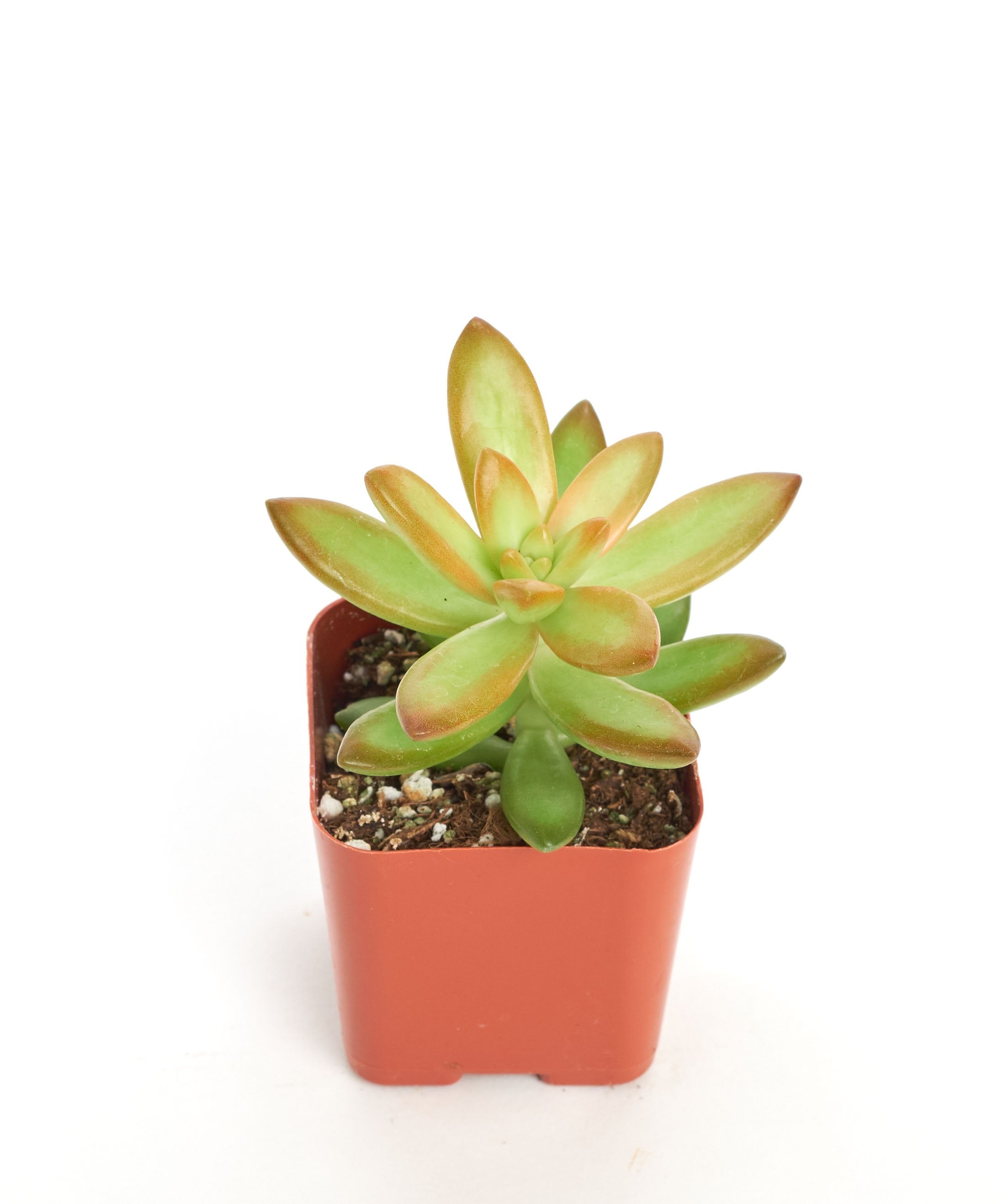 adolphii succulent Sedum Adolphii 'Firestorm' - outdoor succulent