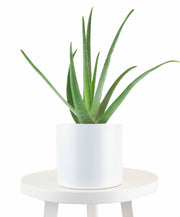 Aloe Vera House Plant in White Ceramic Cylinder Planter