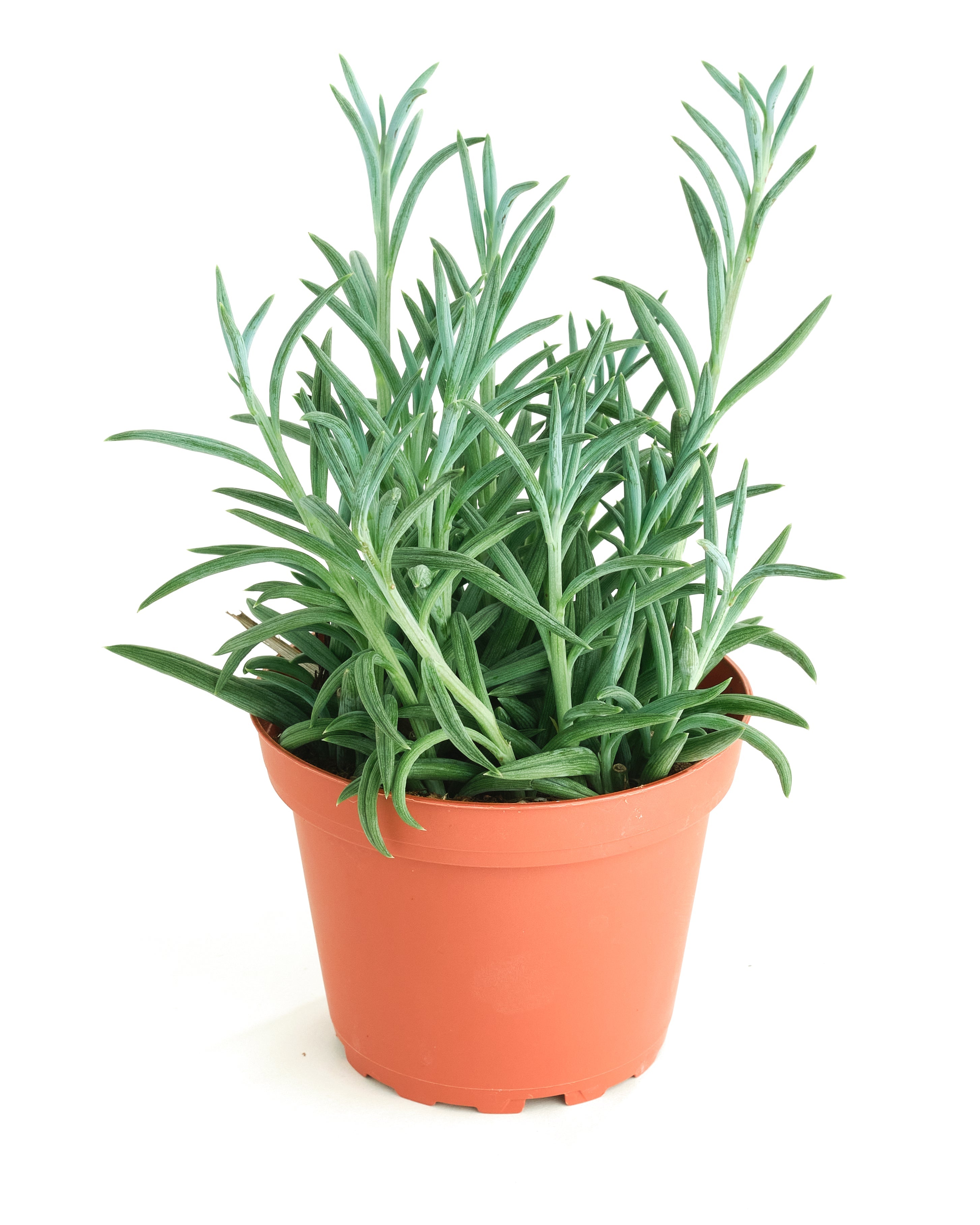 Senecio Radicans 'String of Fishhooks'