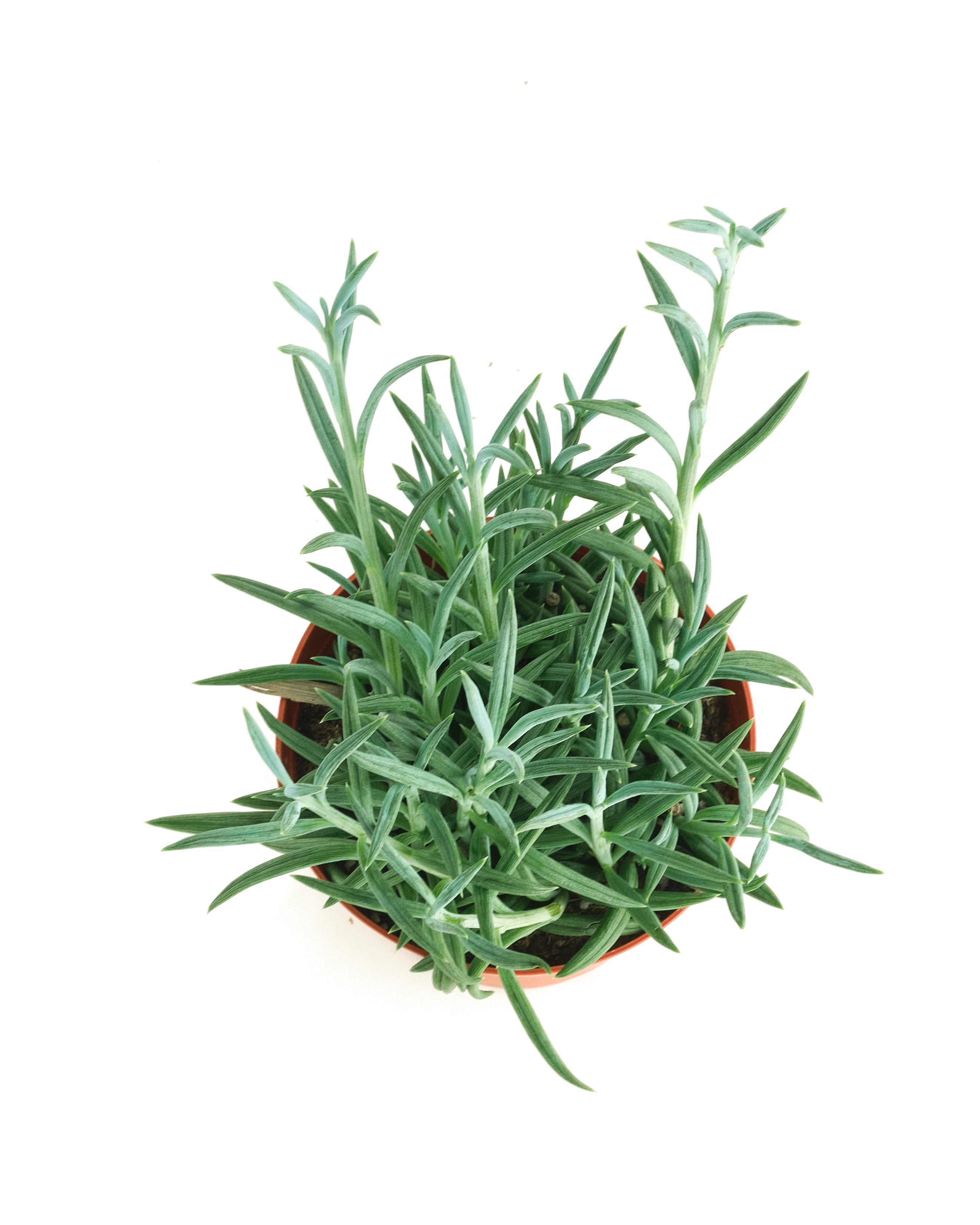 Senecio Radicans 'String of Fishhooks'