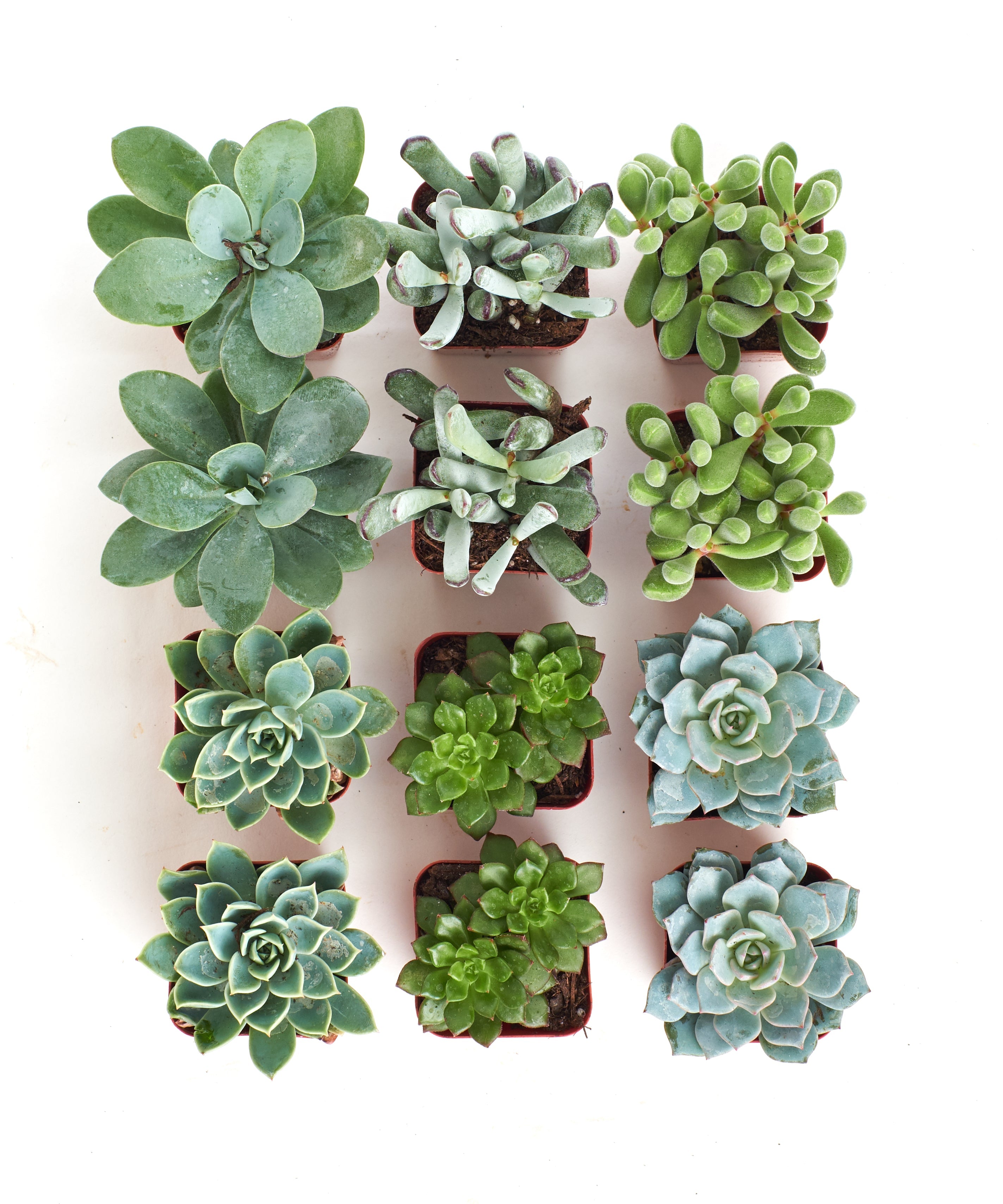 Blue & Green Mini Succulent Collection
