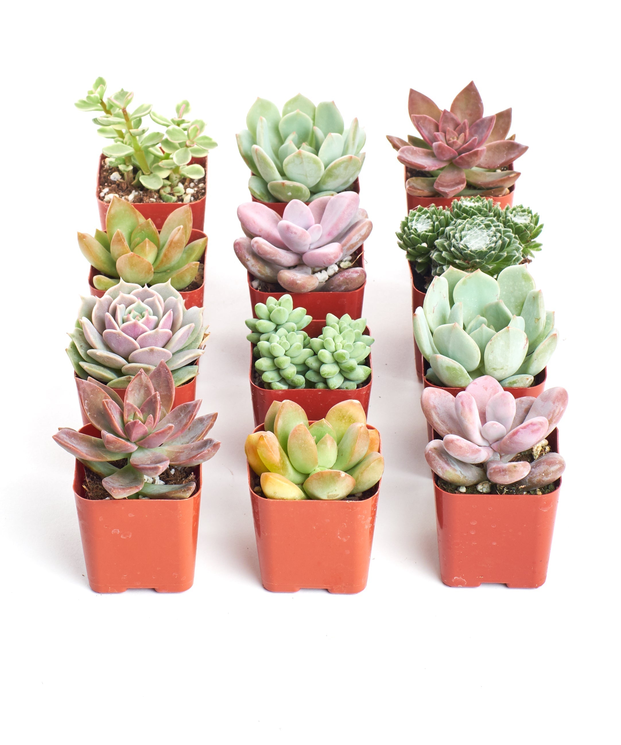 Pastel Mini Succulent Collection